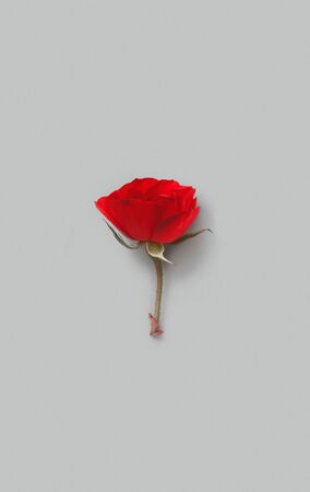 Red Rose flower on a grey background top viewの写真素材