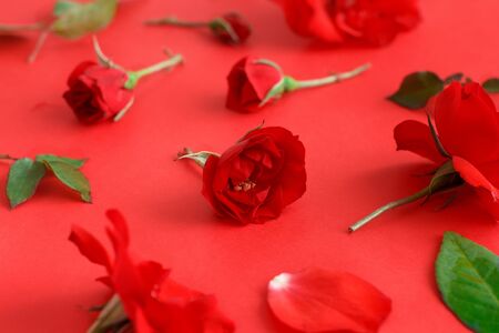 Red Rose flowers on a red background close upの写真素材