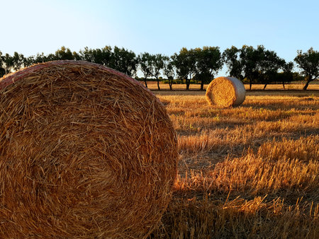 Field with hay bales after harvest on sunset