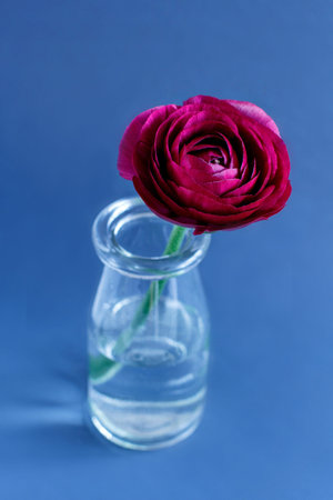Pink ranunculus flower in a bottle on a blue background cloes up