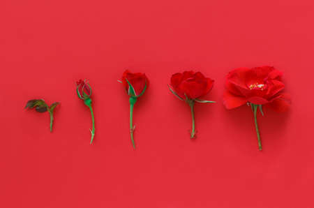 Five Red Roses on a red background top viewの写真素材