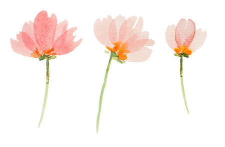 Watercolor rpink flowers Illustrations isolatedの写真素材