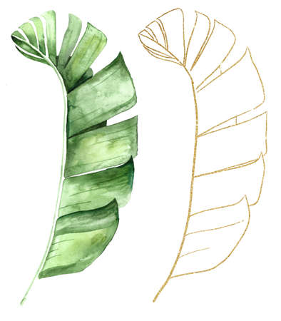 Green and Golden watercolor tropical banana leaves illustration. Elegant Element for wedding design, greeting cards and crafting, place for textの写真素材