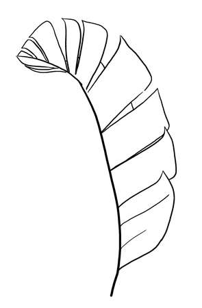Black Outlines tropical banana leaf hand drawn illustration isolated. Elegant Element for wedding design, greeting cards and craftingの写真素材