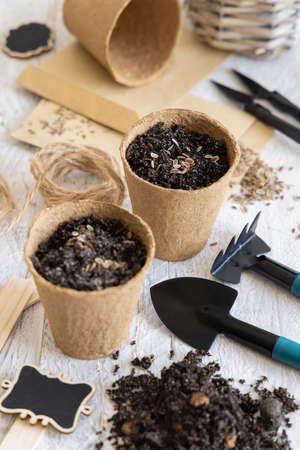 Dill seeds, biodegradable pots and garden tools close up. Homegrown plant, Indoor gardening and germinating herb seeds, on white wooden tableの写真素材