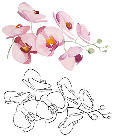 Hand painted watercolor and black Outlines tropical orchid flowers isolated illustration. Elegant exotic Element for wedding design, greeting cards and craftingの写真素材