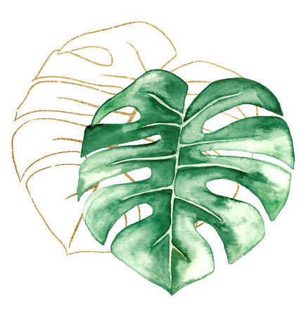 Green and Golden watercolor  tropical monstera leaves illustration. Elegant Element for wedding design, greeting cards and crafting, place for textの写真素材