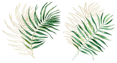 Green and Golden tropical watercolor palm leaves illustration. Elegant Element for wedding design, greeting cards and crafting, place for textの写真素材
