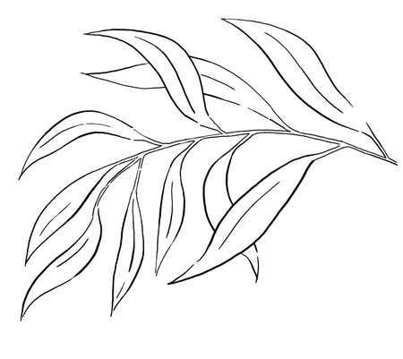 Black Outlines botanical leaves of garden plants illustration isolated. Elegant Elements for wedding design, greeting cards and craftingの写真素材