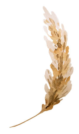 Brown Watercolor dried pampas grass, boho tropical Bohemian illustration isolated. Beige design Element for bohemian wedding design, greeting cards and craftingの写真素材