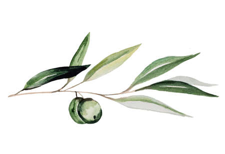 Watercolor olive branch with fruits and green leaves with golden outline illustration isolated. Elegant greenery Element for wedding design, greeting cards. Symbol of peace and purity, victory and achievementの写真素材