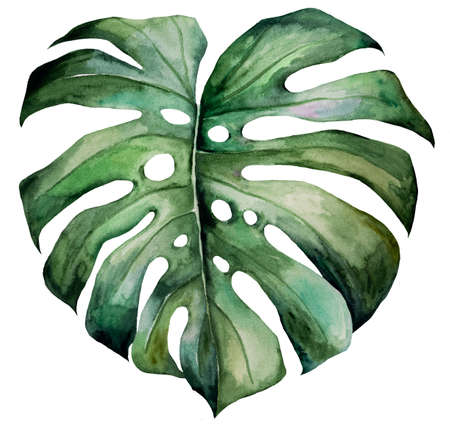 Green watercolor monstera leaf illustration. Tropical exotic Element for summer wedding design, greeting cards and craftingの写真素材