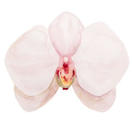 Hand painted watercolor light pink orchid flower isolated illustration. Elegant exotic Element for tropical wedding design, greeting cards and craftingの写真素材