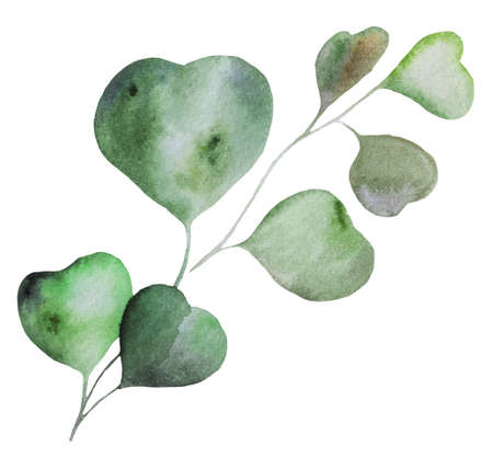 Green watercolor eucalyptusleaf illustration. Tropical exotic Element for summer wedding design, greeting cards and craftingの写真素材