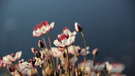 delicate flowers with lake water background