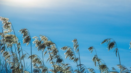 yellow ears of grass against a blue Sunny sky. summerの写真素材