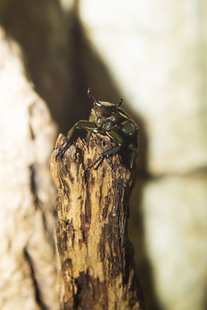 Bug. Lucanus cervusの写真素材