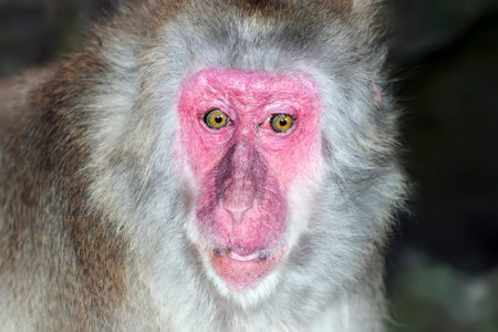 Monkey baboon