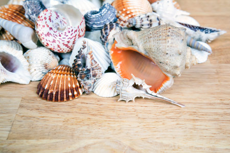 Lots of different seashells piled together on wooden surface. Seashell background.の写真素材