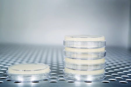 Petri dishes with a white liquids autoclave for sterilising surgical and other instruments inside.の写真素材