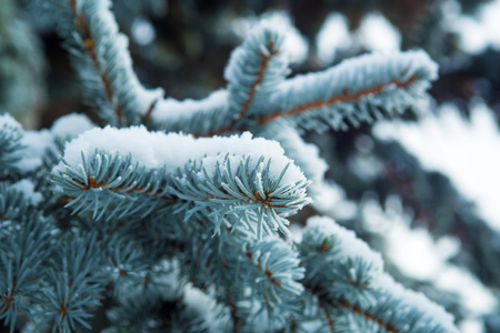 Blue spruce covered with frost and snow background の写真素材