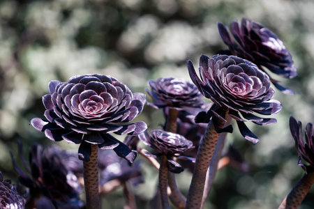 Aeonium succulent red background in a botanical garden  
