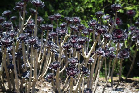 Aeonium succulent red background in a botanical garden.Selective focus.  の写真素材