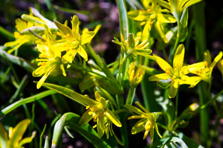Yellow snowdrop galanthus in forest macro close up
