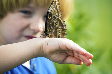 Close up photo of big butterfly stand on a child hand.の写真素材