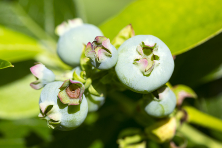 Unripe big blue berry fruit in summer garden. Fruits are green.の写真素材