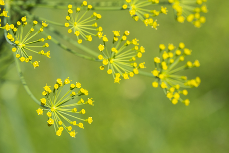 Humble yellow umbrella flowers of fennel, natural gardeningの写真素材