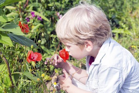 Cute little boy smells a red poppy flowerの写真素材