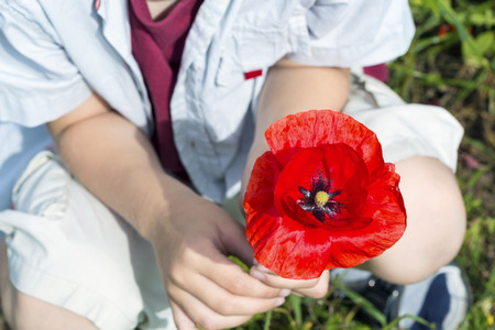Boy handed beautiful single poppy flower head.の写真素材