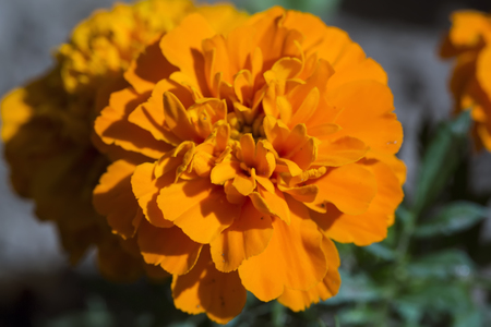 Blooming  Tagetes Patula on natural green backgroundの写真素材
