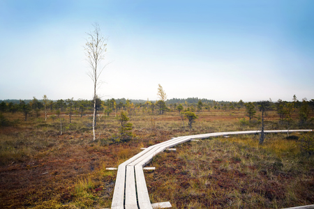 Big swamp wetlands Kemeri national park, Latvia. Travel conceptの写真素材