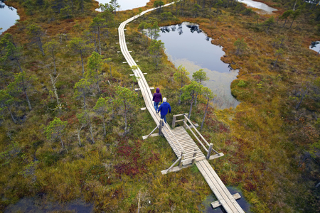 Big swamp wetlands Kemeri national park, Latvia. Tourists walk on the swamp. Travel conceptの写真素材