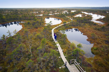 Big swamp wetlands Kemeri national park, Latvia. Tourists walk on the swamp. Travel conceptの写真素材