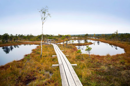 Big swamp wetlands Kemeri national park, Latvia. Travel concept
