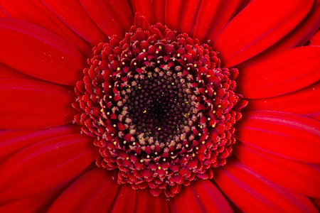 Red Gerbera Daisy Flowers Background. Macro shotの写真素材