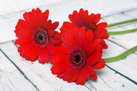 Red gerbera flowers on wooden background.Macro shotの写真素材