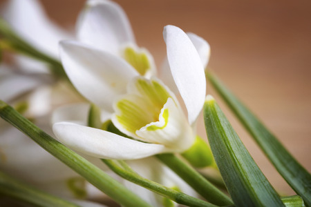 Spring snowdrop flowers on wooden background. Macro shotの写真素材
