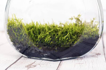 Bottle terrarium with Miniature plants and moss.の写真素材