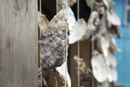 Seashells hanging on strings for decoration in the street.の写真素材