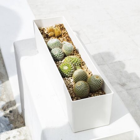 Cacti in a rectangular white pot on Santorin.Greeceの写真素材