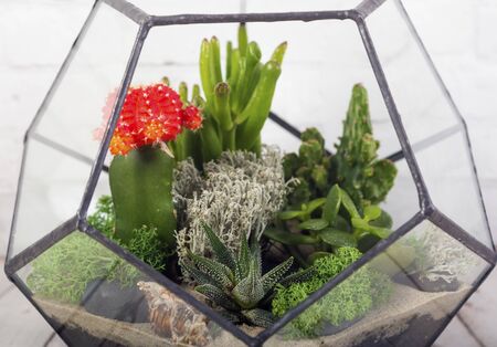 Glass florarium vase with succulent plants  on wooden table. Small garden with miniature cactuse. Home indoor plants.の写真素材