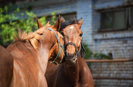 Horse in love in the paddock on a sunny dayの写真素材