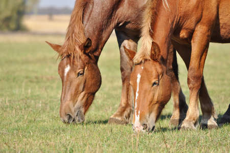 Two red horses of heavy draft breed graze in the pasture. A close up of two Draft horse mare standing next to each otherの写真素材