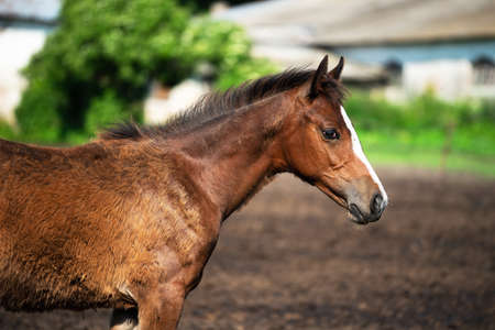 Portrait of a bay foal with a stripe in the paddock on a sunny dayの写真素材