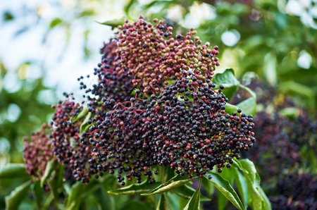 Close-up of black elderberry fruit (sambucus nigra) on a branch