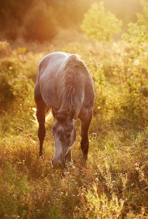 Gray horse grazes in the meadow at sunsetの写真素材